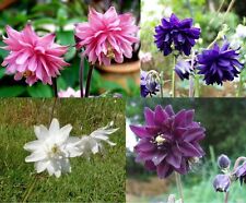 COLUMBINE BARLOW MIX - 100 seeds  - Aquilegia vulgaris var stellata - PERENNIAL