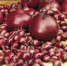 Premium Red Onion Electric x 20 Winter Bulbs Sets Autumn Planting Grow Your Own