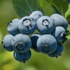 Blueberry Vaccinium 'Bluegold' Deciduous Outdoor Garden Fruit Plant in Plant Pot