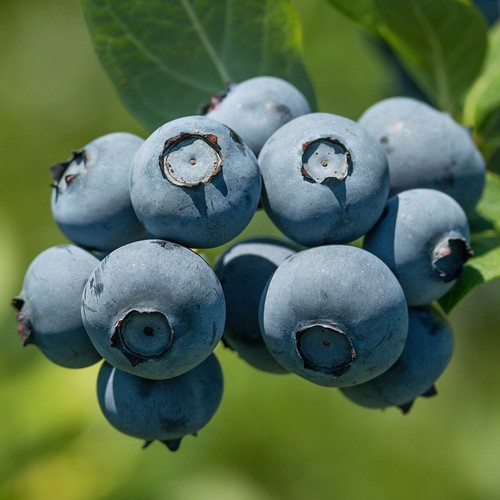 Blueberry vaccinium bluegold - vaccinium, 'bluegold'