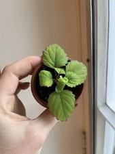 Rare Mint bonsai (Plectranthus