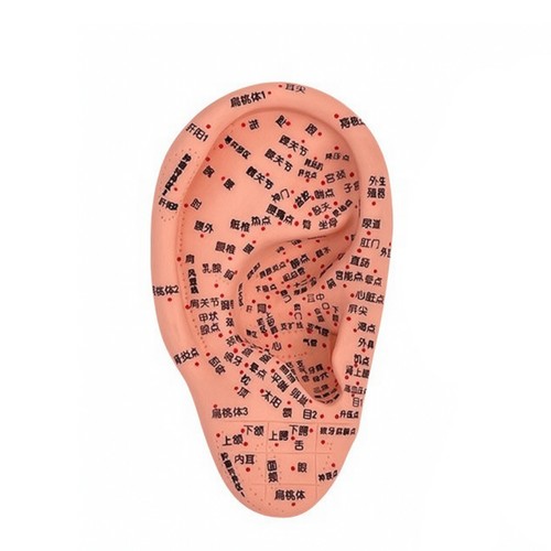 Ear acupuncture model - acupuncture,