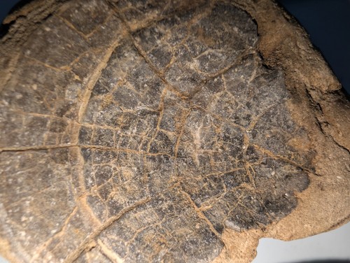 Jurassic marine fossil - jurassic,