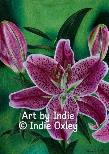 Stargazer lily print - stargazer,