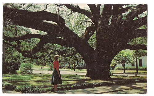 The big oak - oak, tree