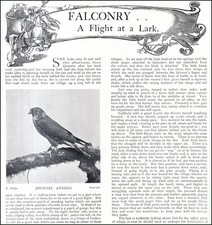 FALCONRY : A FLIGHT AT A LARK