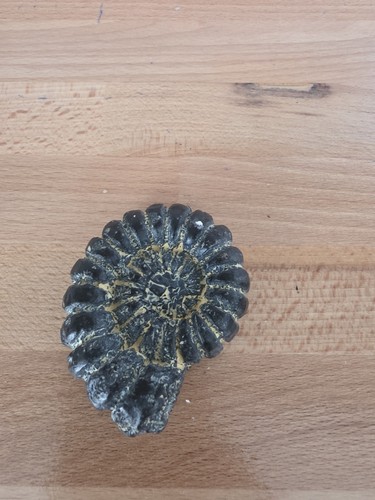 Polished ammonite fossil - polished,