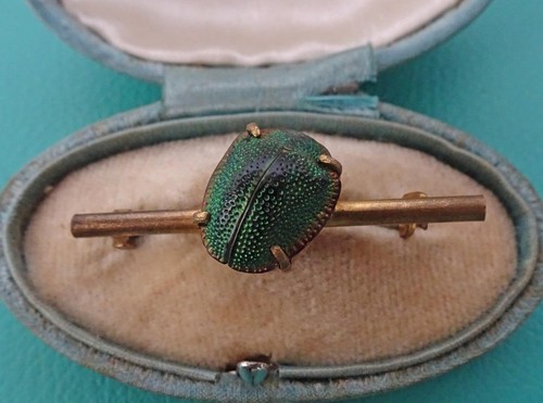 Vintage real scarab beetle bug - vintage,