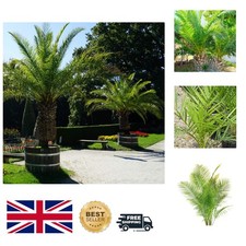 Canary Island Date Palm - Lush 5m Evergreen in 1.5L Pot for Tropical Gardens