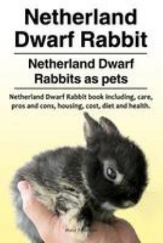 Netherland dwarf rabbit - netherland,