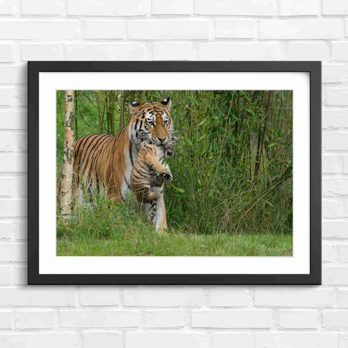 Mother tiger carrying cub - tiger,