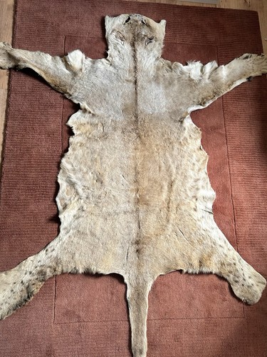 Animal skin rug genuine - animal,