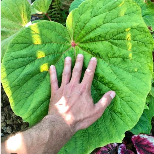 Begonia torsa hardy - begonia, giant