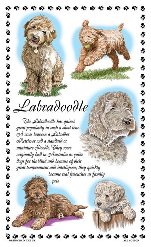 Labradoodle dog tea towel - dog,