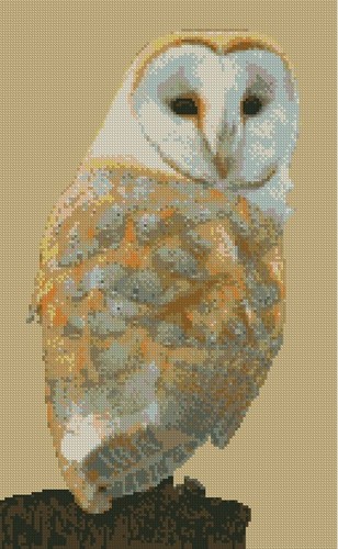 Barn owl counted cross - owl,