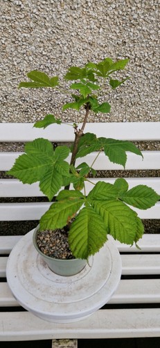 Nice starter semi bonsai - nice,, starter,