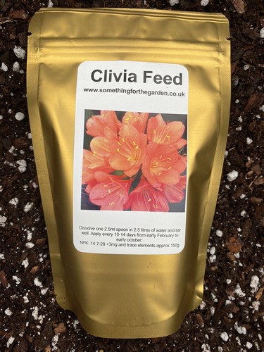 Clivia plant feed get amazing - clivia, feed-