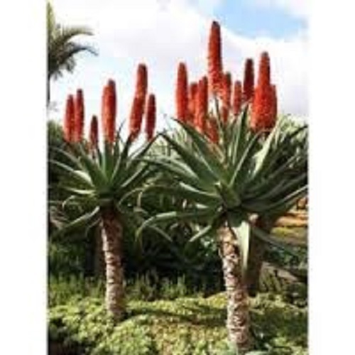 Cat tail aloe - -,