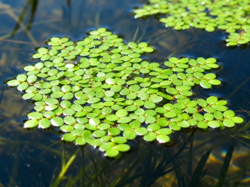 Duckweed lemna minor live - minor,