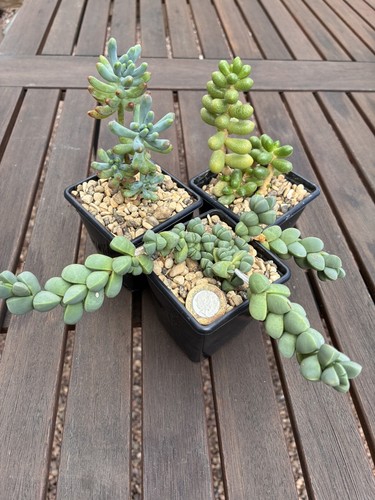 Three succulent - three,