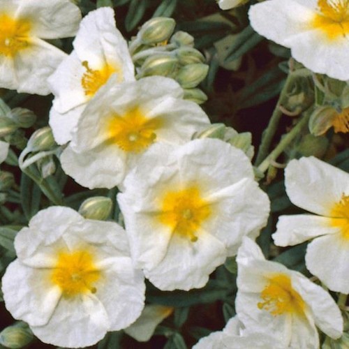 Pack helianthemum the - x6, 'the