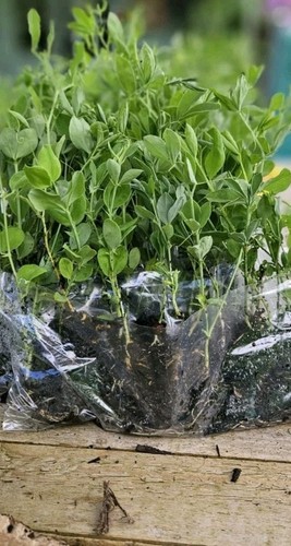 Pea peas seedling - , plants