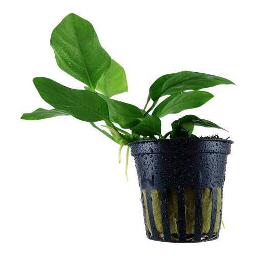 Anubias barteri var nana - anubias,
