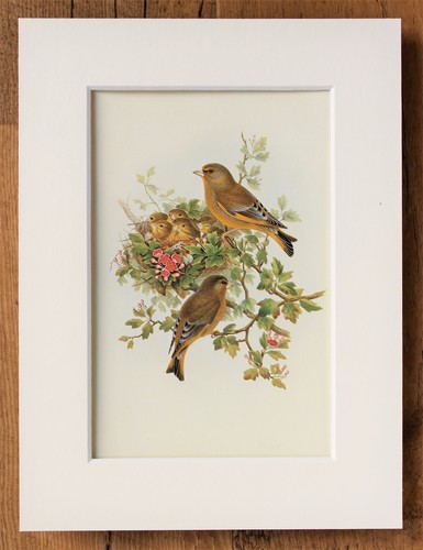 John gould 1970s vintage - -,