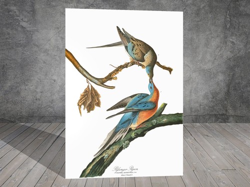 John james audubon passenger - john,