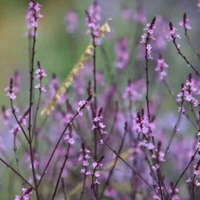 VERBENA officinalis var