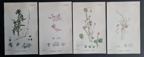 Antique 1873 print set - ,