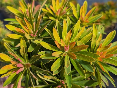 Euphorbia walberton little - euphorbia, 'walberton's