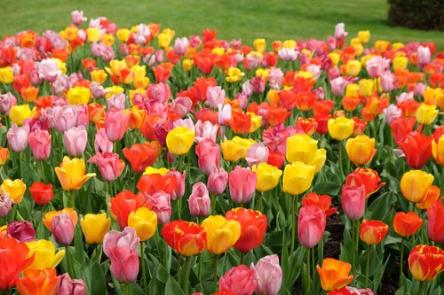 Mixed tulip bulbs spring - 50,