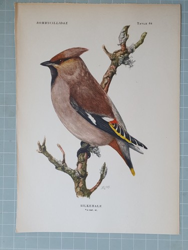 Beautiful bird print waxwing - bird,
