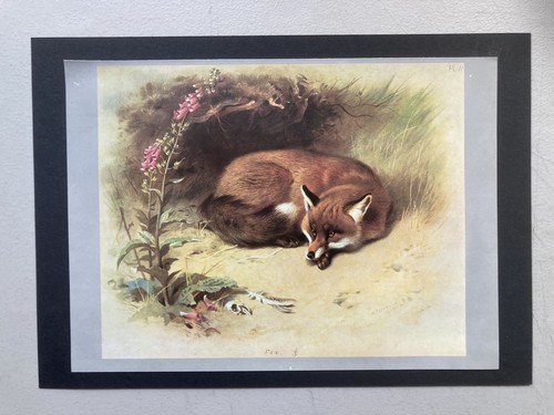 Vintage british mammal print - mammal,