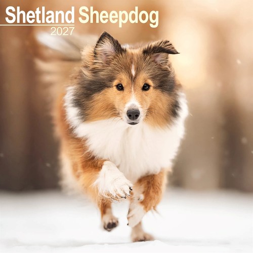Shetland sheepdog calendar - shetland,