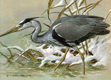 Grey Heron Vintage Bird