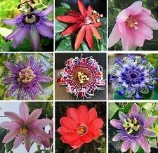 Passion Flower Mix | 50+ seeds