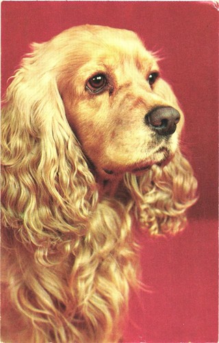Muncy cocker spaniel dog - pa,