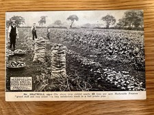 Potato Harvest Vintage Postcard. Rural Used Farming/Social History 