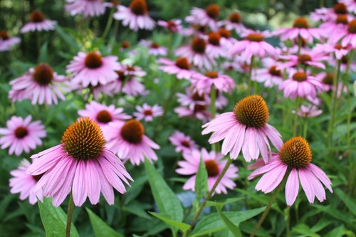 Echinacea coneflower purple - echinacea,