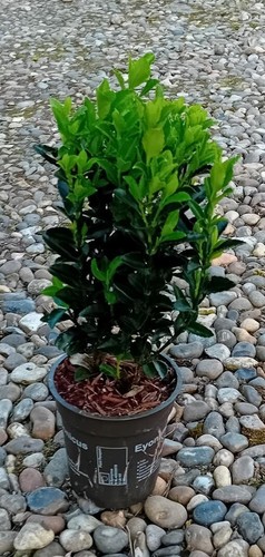 Euonymus japonicus green - japonicus, 'green