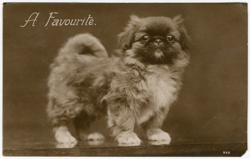 Pekingese puppy vintage dog - pekingese,