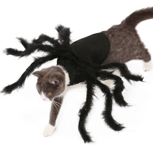 Dog spider costume adorable - 1,