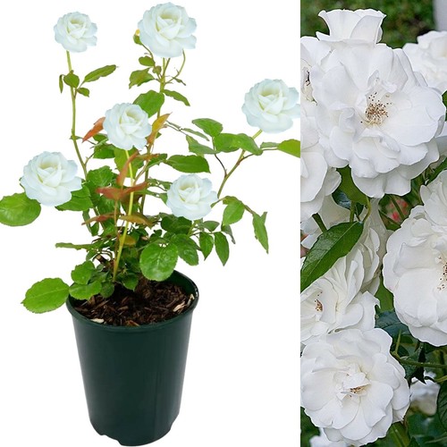 Rose bush iceberg - iceberg,
