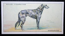 SCOTTISH DEERHOUND  Vintage