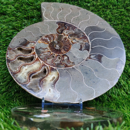 Huge cut and polished - , ammonite