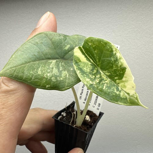 Alocasia platinum albo - alocasia,