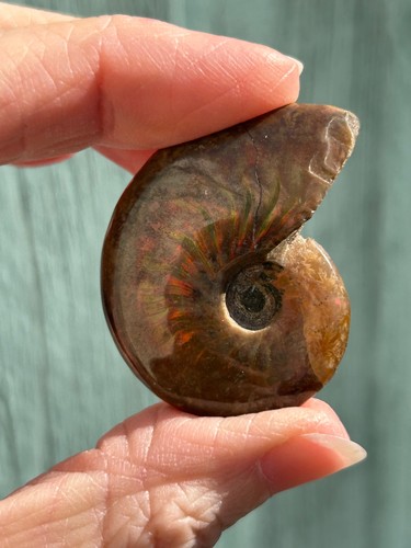 Ammonite fossil - fossil, (11)
