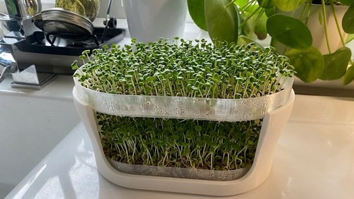 Printed microgreen sprouter - 3d,